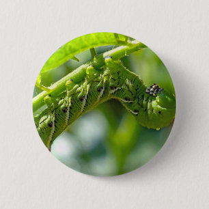 Tomato Hornworm Knapp