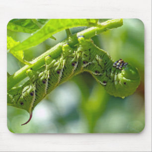 Tomato Hornworm Musmatta
