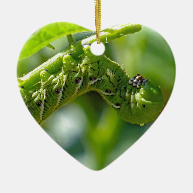 Tomato Hornworm Ornament (Framsidan)