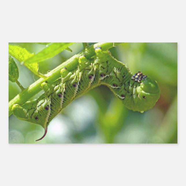 Tomato Hornworm Rektangulärt Klistermärke (Framsida)