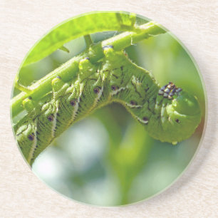 Tomato Hornworm Underlägg