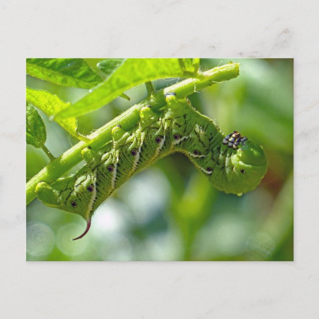 Tomato Hornworm Vykort (Framsida)