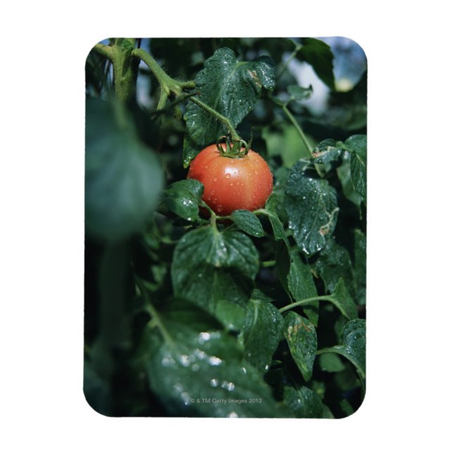 Tomato Magnet (Vertikal)