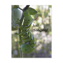 Tomato mask / Vattenpelare