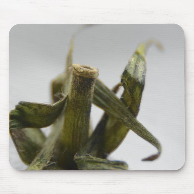 Tomato Musmatta (Framsidan)