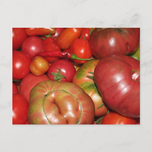 Tomato Postcard Vykort (Framsida)