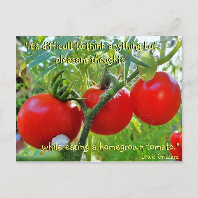 Tomato Roligt Quote Postcard Vykort (Framsida)