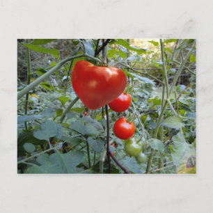 Tomato Summer i New Hampshire Postcard Vykort