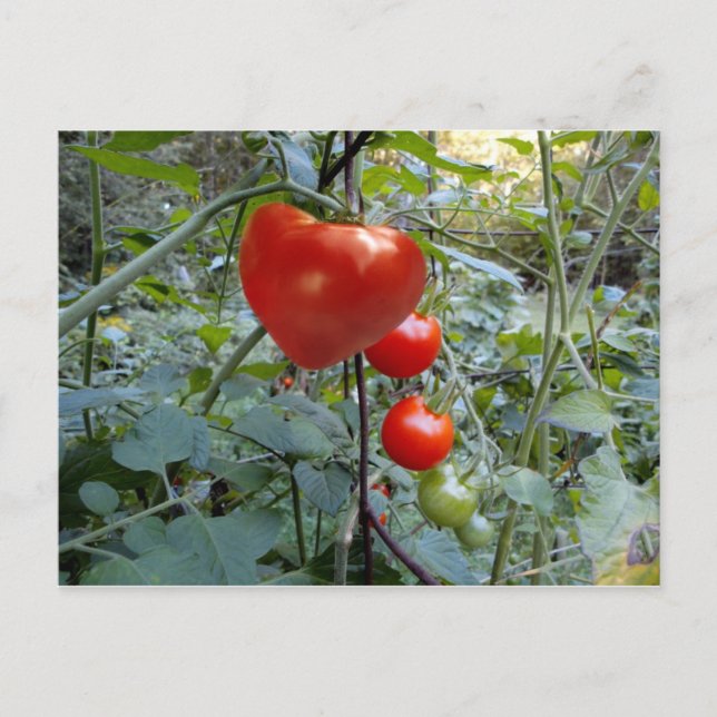 Tomato Summer i New Hampshire Postcard Vykort (Framsida)