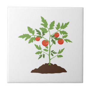 Tomatväxt Kakelplatta