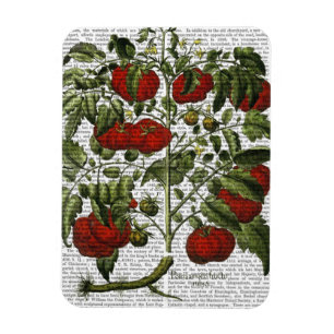 Tomatväxt Magnet