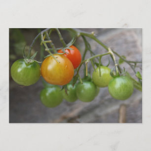 Tomatväxtinbjudan Inbjudningar