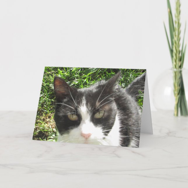Tomma foto-kort för luddigt svart och vitt katt kort (Framsida)