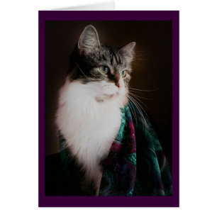 Tomma kort för elegant katt