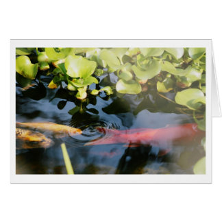 Tomma kort för guldfisk