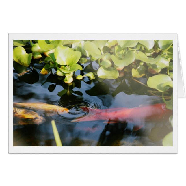 Tomma kort för guldfisk (Framsidan Horizontal)