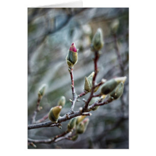 Tomma kort för sol-Kissed Magnolia Buds