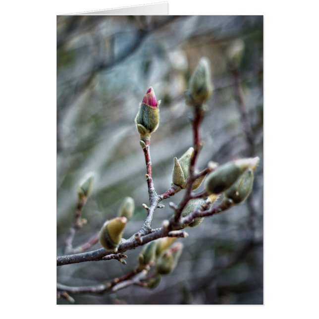 Tomma kort för sol-Kissed Magnolia Buds (Framsidan)