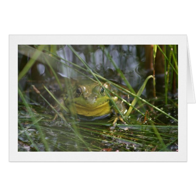 Tomma kort för tjurgroda (Framsidan Horizontal)