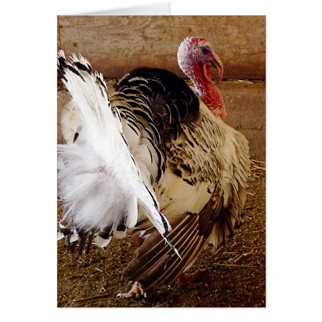 Tommy Hälsningskort (Framsidan)