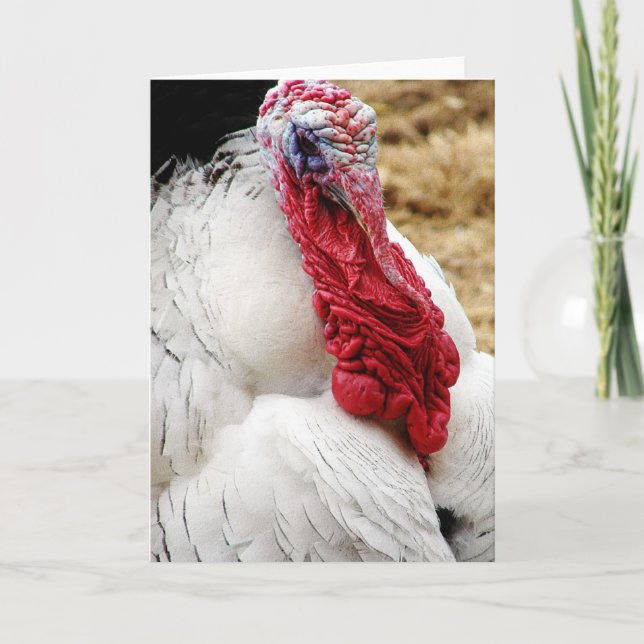 Tommy Kort (Framsida)