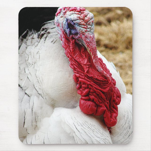 Tommy Musmatta (Framsidan)