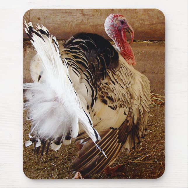 Tommy Musmatta (Framsidan)