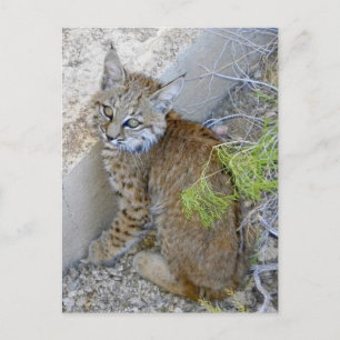 "Tommy" räddade bobcat Vykort