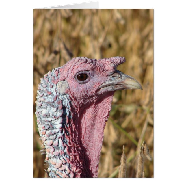 Tommy Turkey Blank All Occassion Greeting Card Hälsningskort (Framsidan)
