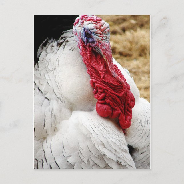 Tommy Vykort (Framsida)