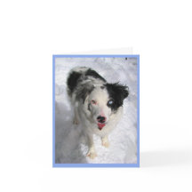 tomt anteckningskort Australian shepherd i snö