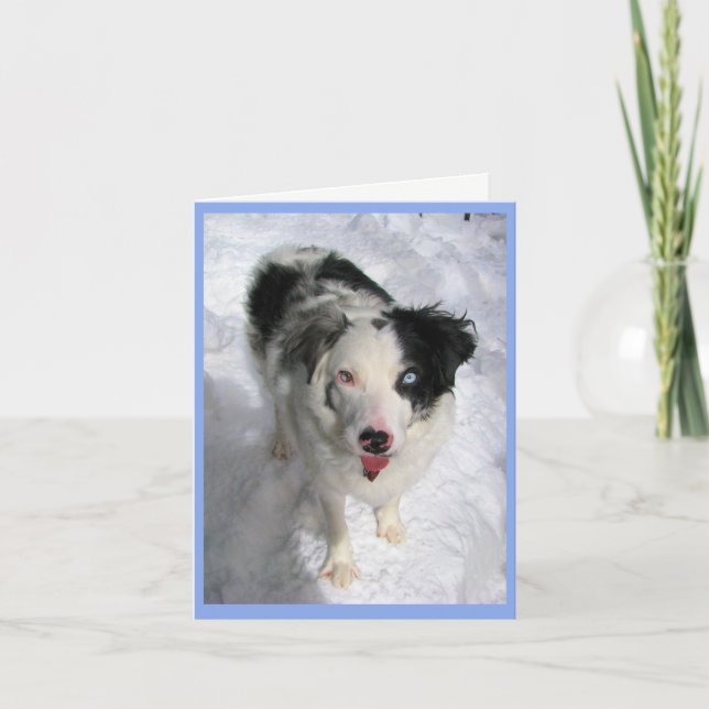 tomt anteckningskort Australian shepherd i snö (Framsida)