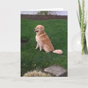 Tomt anteckningskort med Golden Retriever Jake