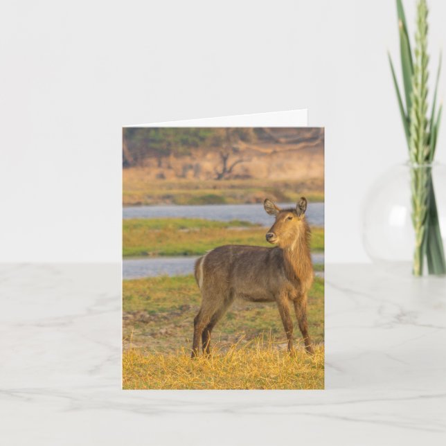 Tomt anteckningskort - Vatten-bock i Botswana (Framsida)