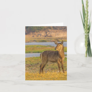 Tomt anteckningskort - Vatten-bock i Botswana