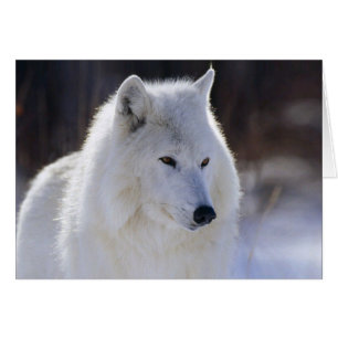 Tomt Arktiskt kort för vit Varg