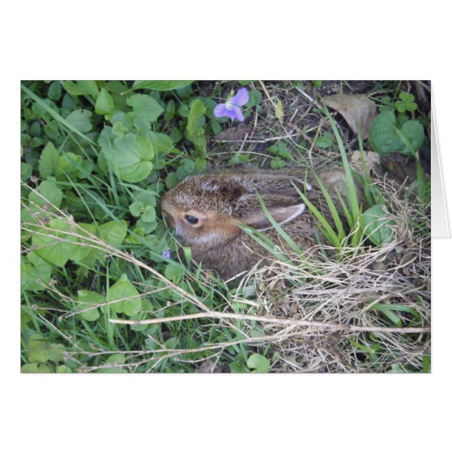 Tomt Baby-kaninkort Hälsningskort (Framsidan Horizontal)