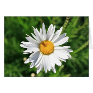 Tomt Daisy OBS Kort
