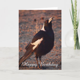 Tomt födelsedagskort - Australiskt Magpie Kort