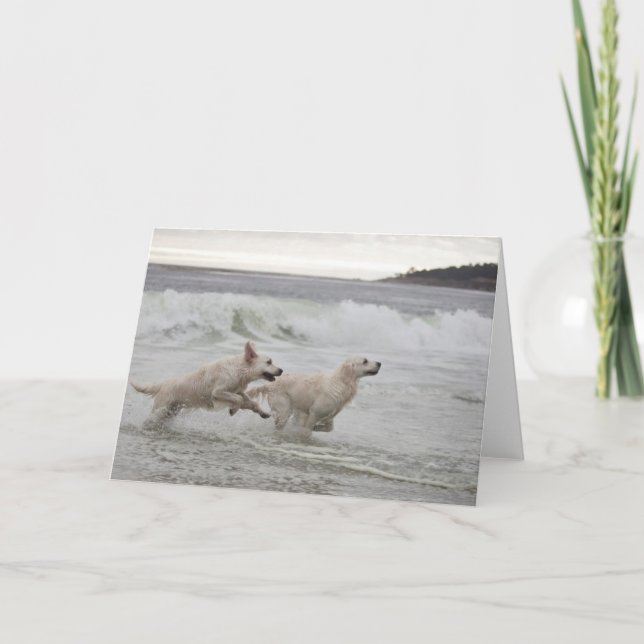 Tomt fotokort för guld- Retriever Kort (Framsida)