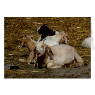 Tomt_Goat Party OBS Kort