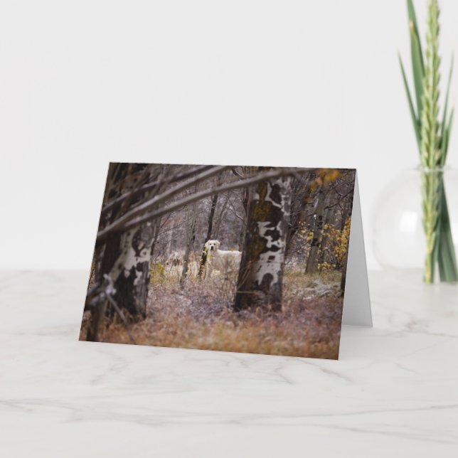 Tomt Golden Retriever-fotokort Kort (Framsida)