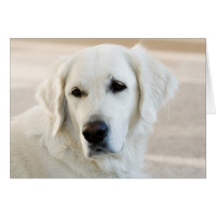 Tomt Golden Retriever-kort Hälsningskort
