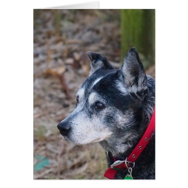 Tomt gratulationskort hälsningskort (Framsidan)