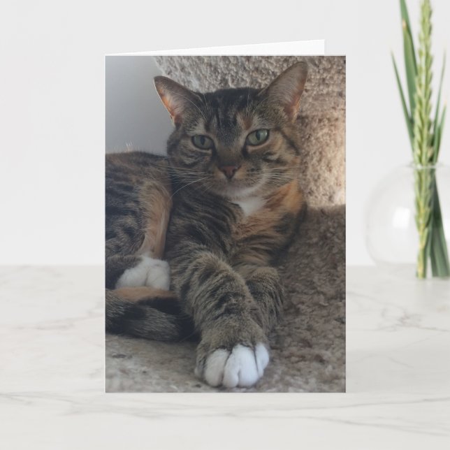 Tomt gratulationskort kort (Framsida)