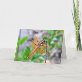 Tomt gratulationskort med Dragonfly-foto Kort