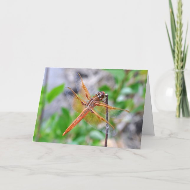Tomt gratulationskort med Dragonfly-foto Kort (Framsida)