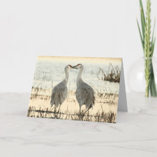 Tomt gratulationskort med Sandhill Cranes Kort