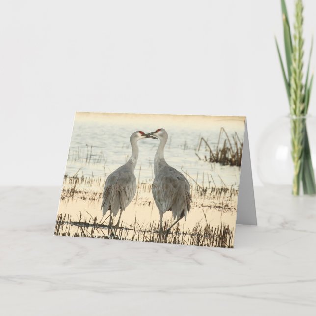 Tomt gratulationskort med Sandhill Cranes Kort (Framsida)