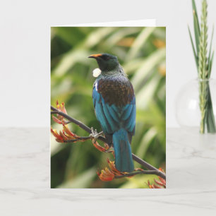 Tomt gratulationskort: NZ Tui Bird Kort